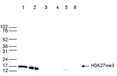 Western Blot: Histone H3 [Trimethyl Lys27] Antibody [NBP2-59206]